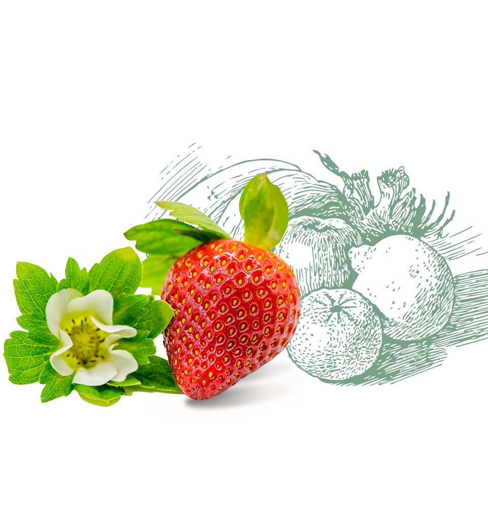 Akorr Fruits Image