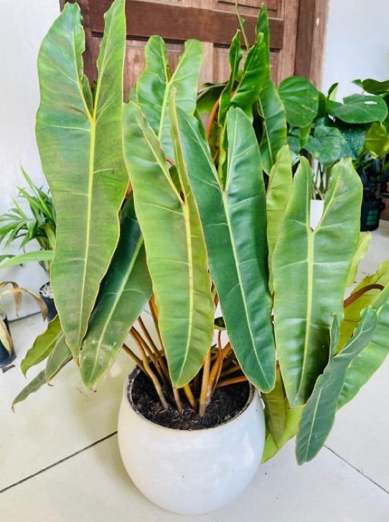 Philodendron Billietiae