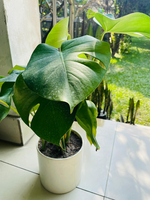 Swiss cheese plant