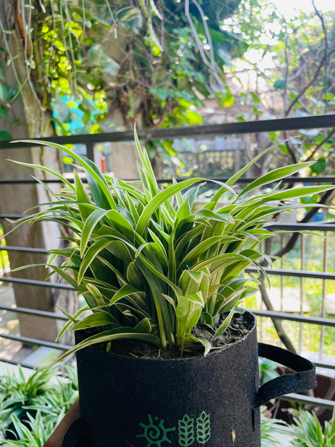 Spider Plant