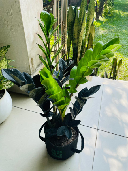 The Raven ZZ plant