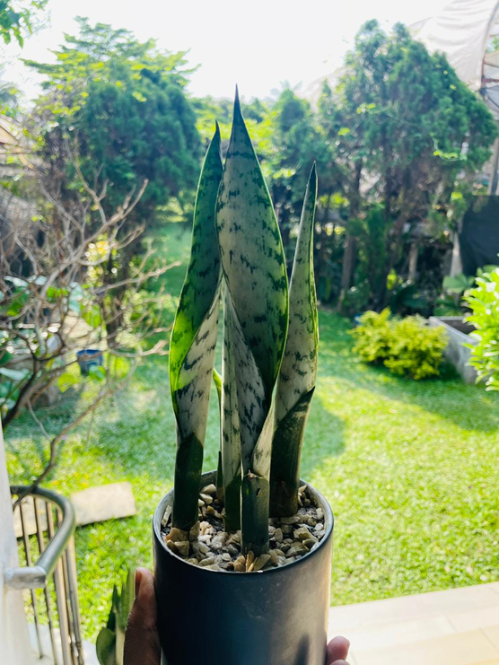 Snake Plant
