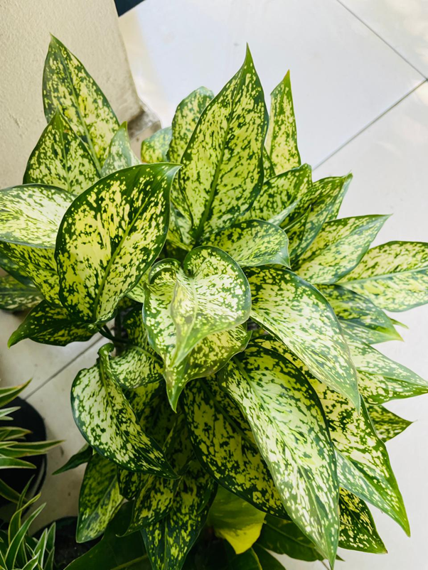 Aglaonema Snow White (Chinese Evergreen)
