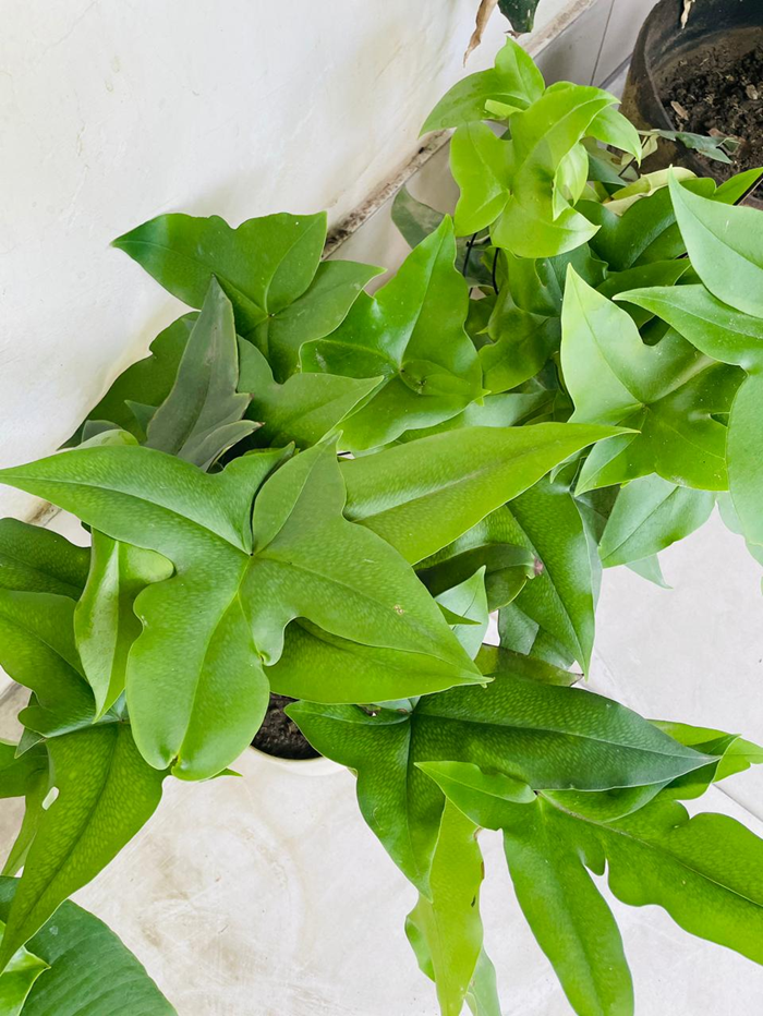 Duck Foot Fern