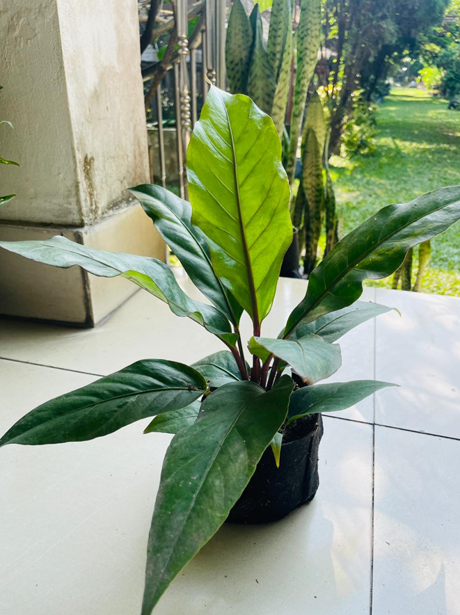 Bird's Nest Anthurium