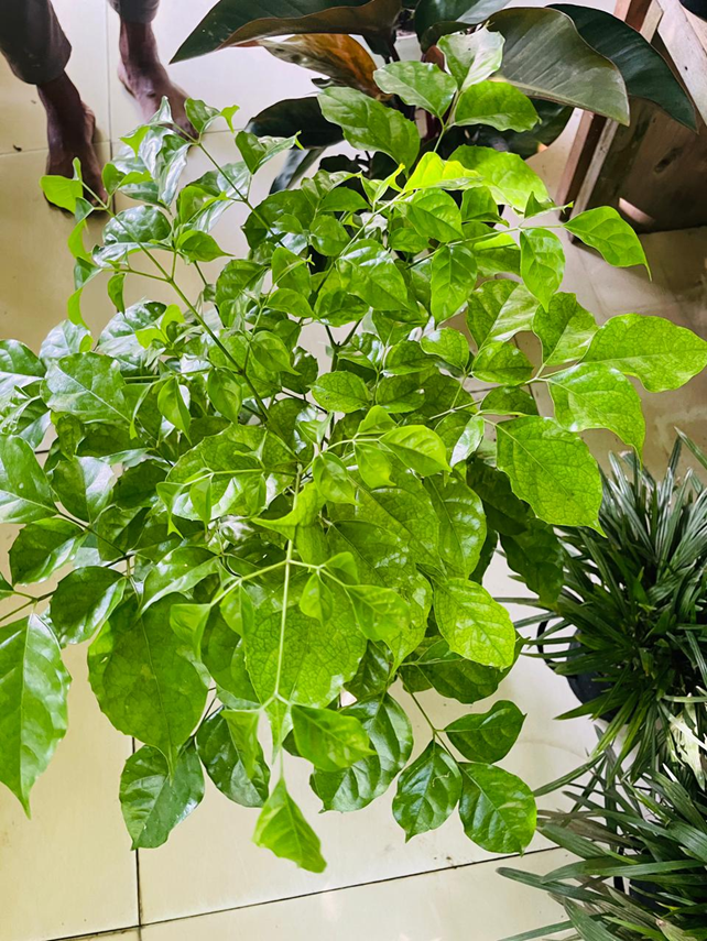 China Doll plant
