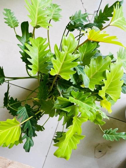 Philodendron Xanadu