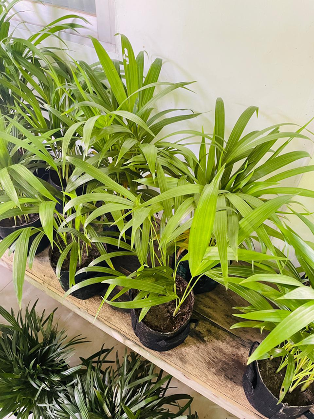 Areca Palm