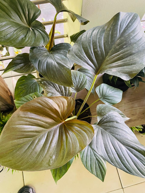 Homalomena
