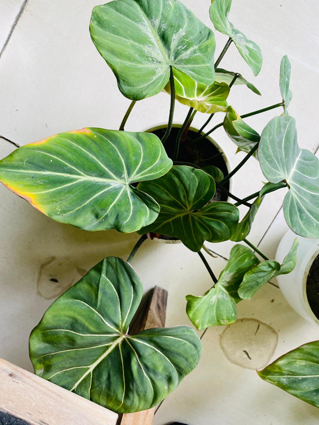 Philodendron Gloriosum