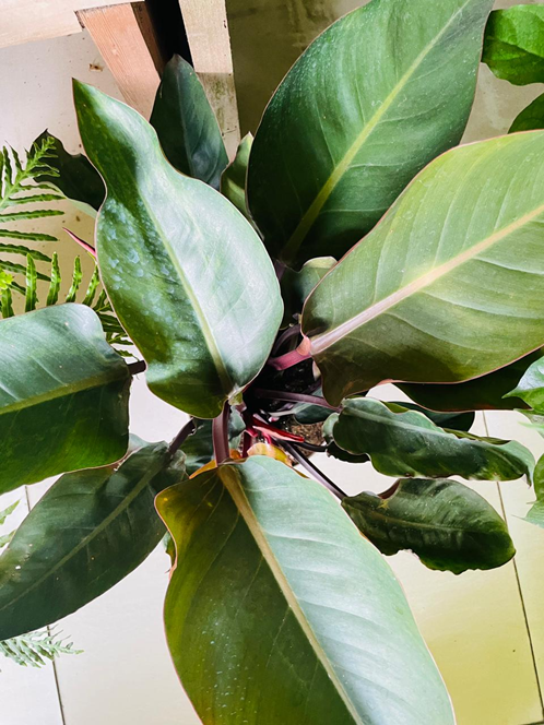 Philodendron 'Rojo Congo'