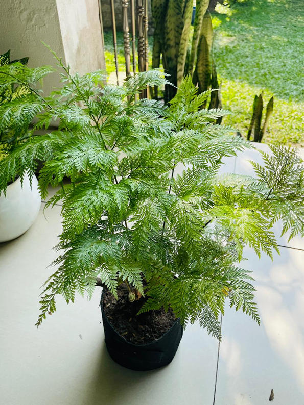 Rabbit's Foot Fern