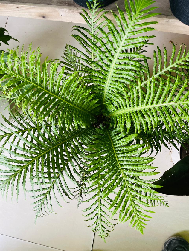 Silver Lady Fern
