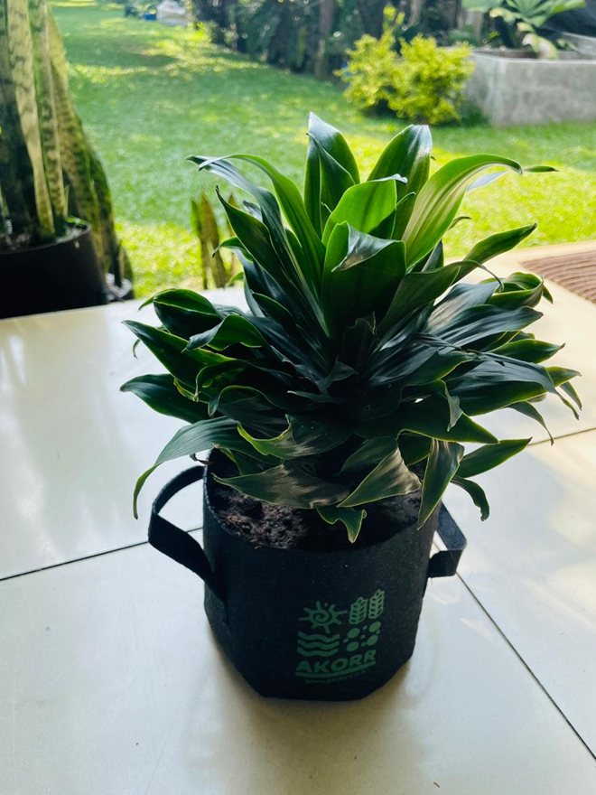Corn Plant