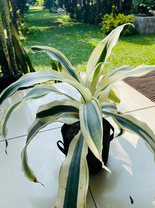 Dracaena White Aspen (Fortune Plant)