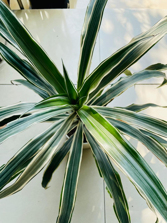 Dracaena Warneckii