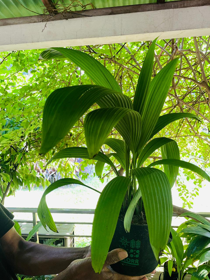 palm grass