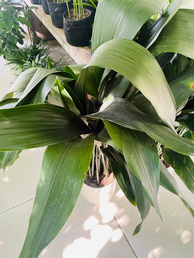 Cast Iron Plant