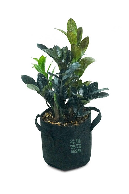 ZZ Plant