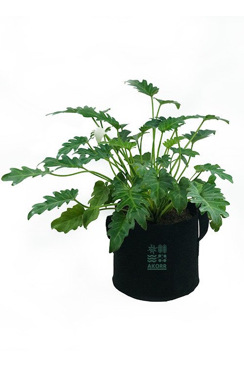 Winterbourn Philodendron
