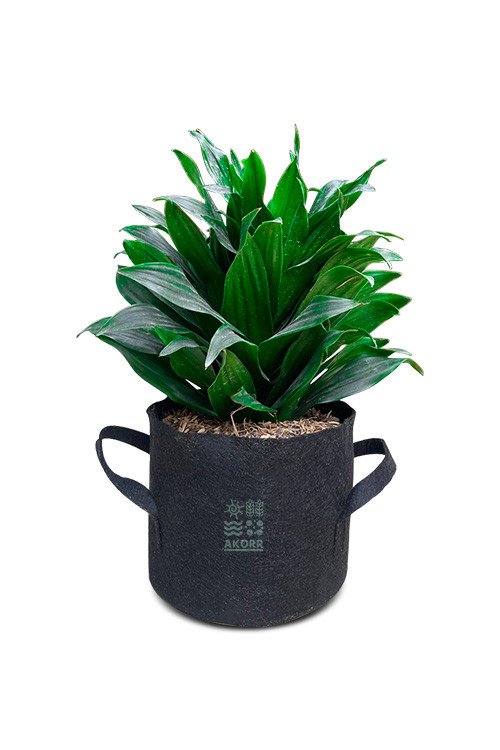 Snake Plant