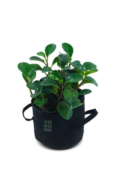 Chinese Banyan